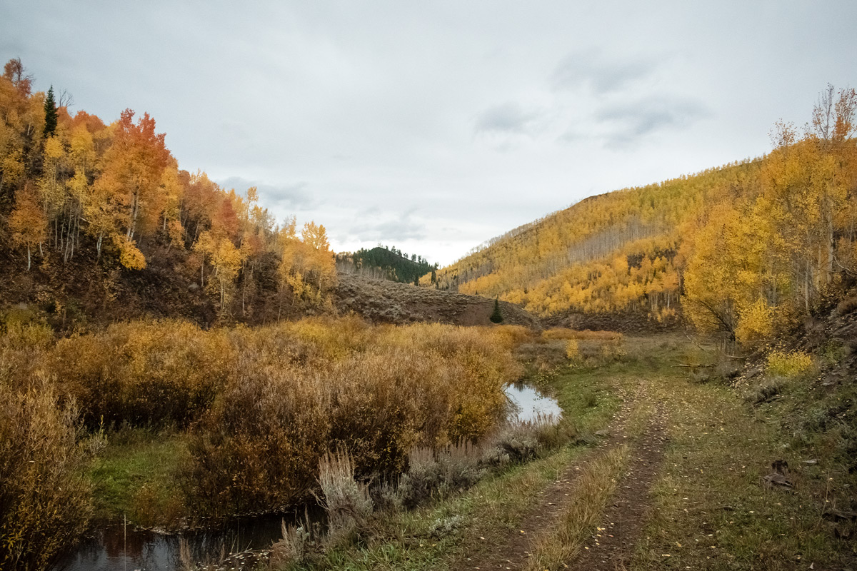 Yellow aspen forest on a cloudy day