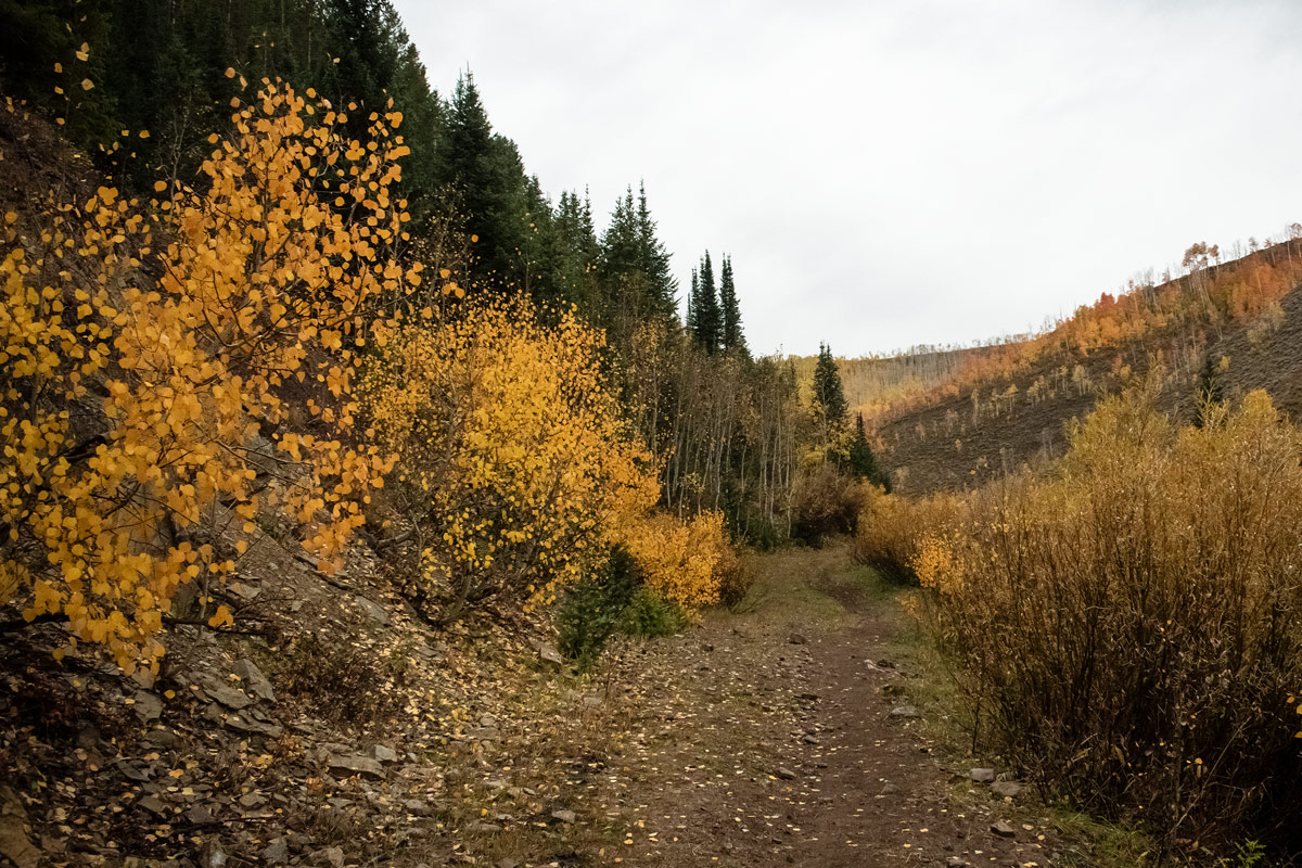 Path framed by hills of yellow aspen and evergreen