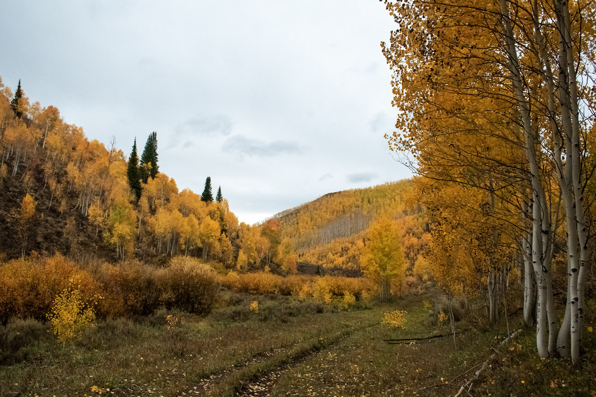 Yellow aspen forest on a cloudy day