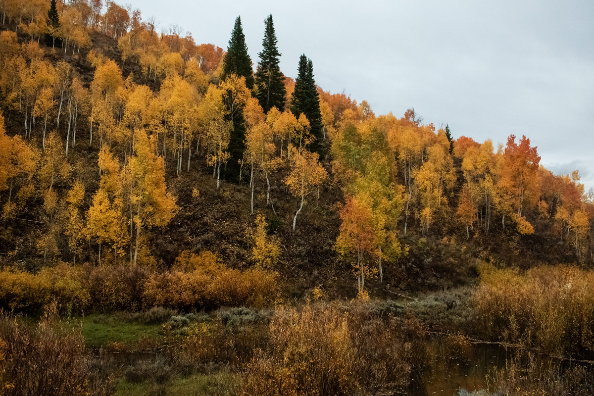 Yellow and gold aspen along a steep hill