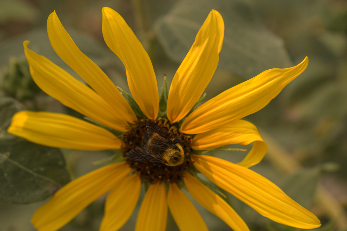 Big bumblebee on a sunflower