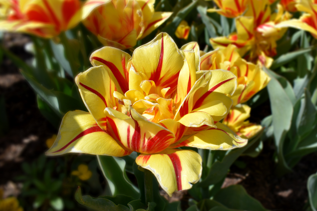 Monsella Tulips