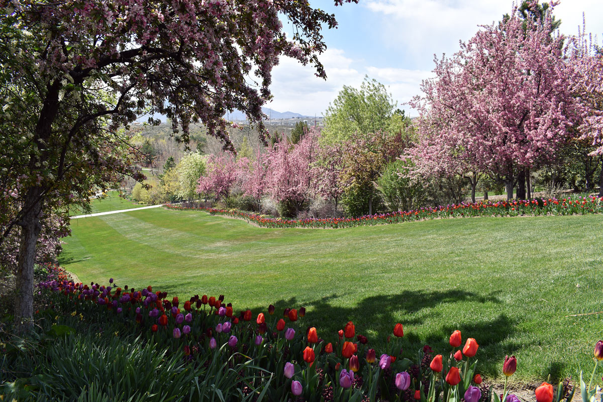 Wide field of grass, surrounded by cherry trees and tulips
