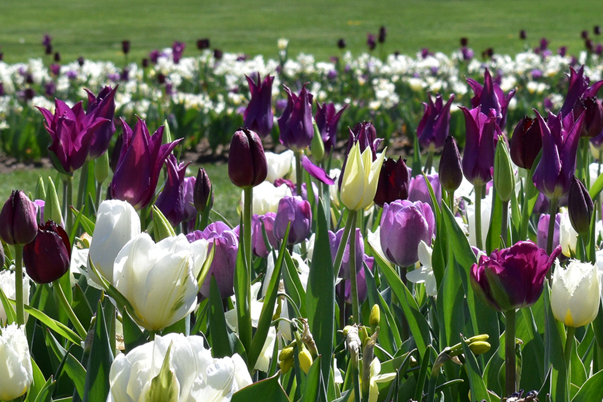Purple and white tulips